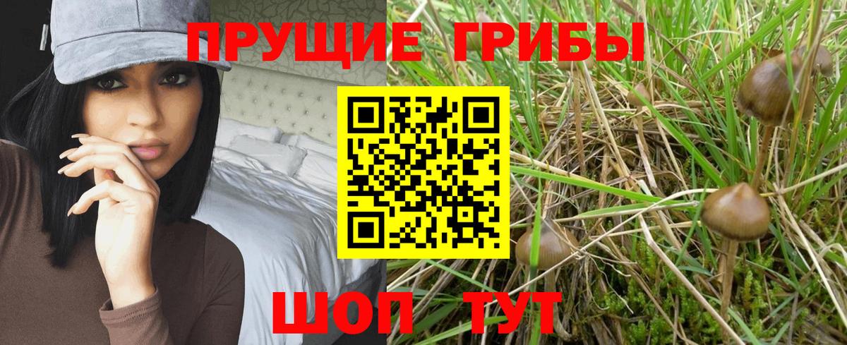 Псилоцибиновые грибы Psilocybe Батайск